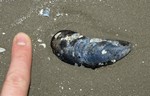 blue mussel