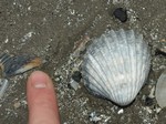 common cockle