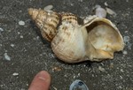 common whelk